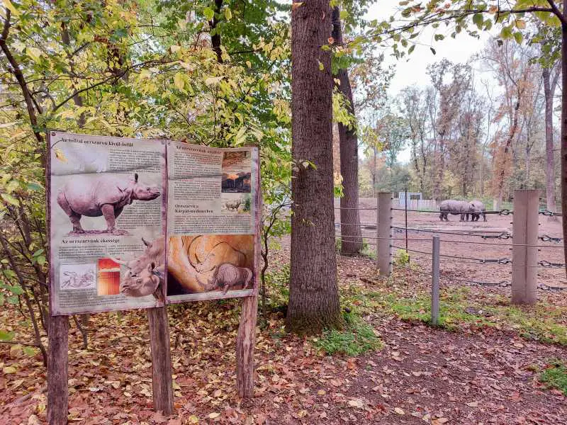 segedin zoo vrt nosorog