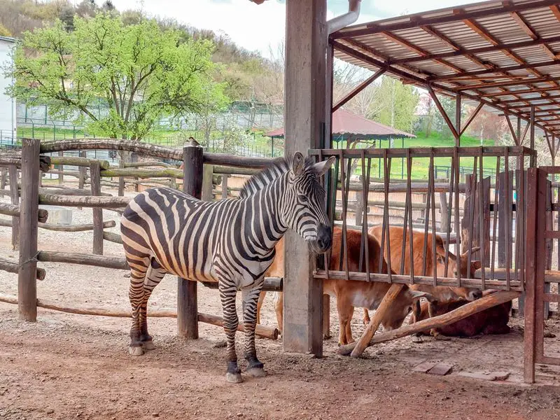 jagodina: zoo park zebra