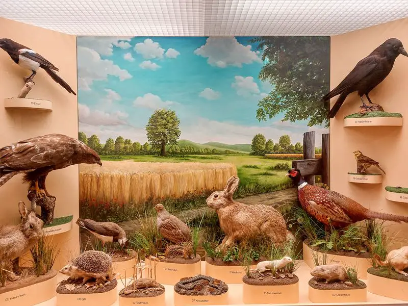 minhen: muzej coveka i prirode preparirane zivotinje