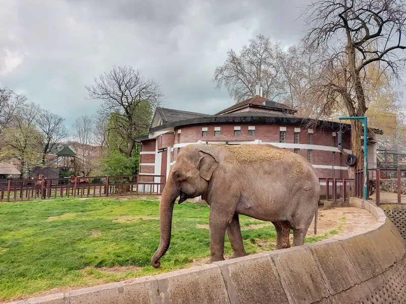 beogradski zoo vrt slon