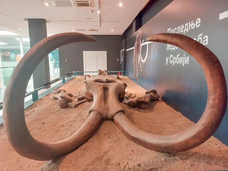 prirodnjacki centar svilajnac mamut