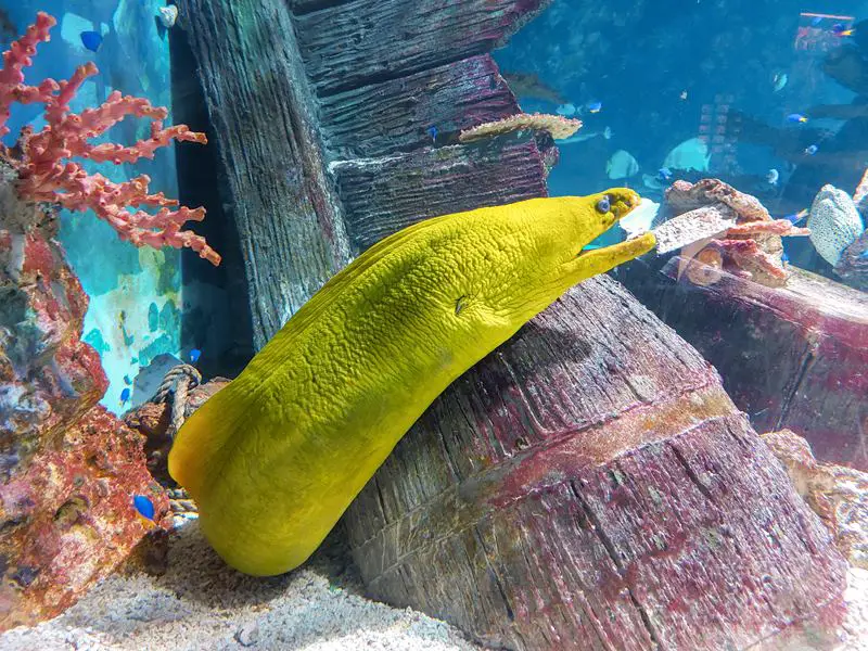 Upoznavanje sa tropskim podvodnim svetom 