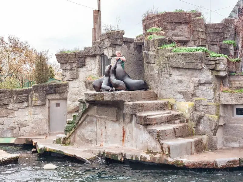bec: zoo vrt tiergarten hranjenje foka