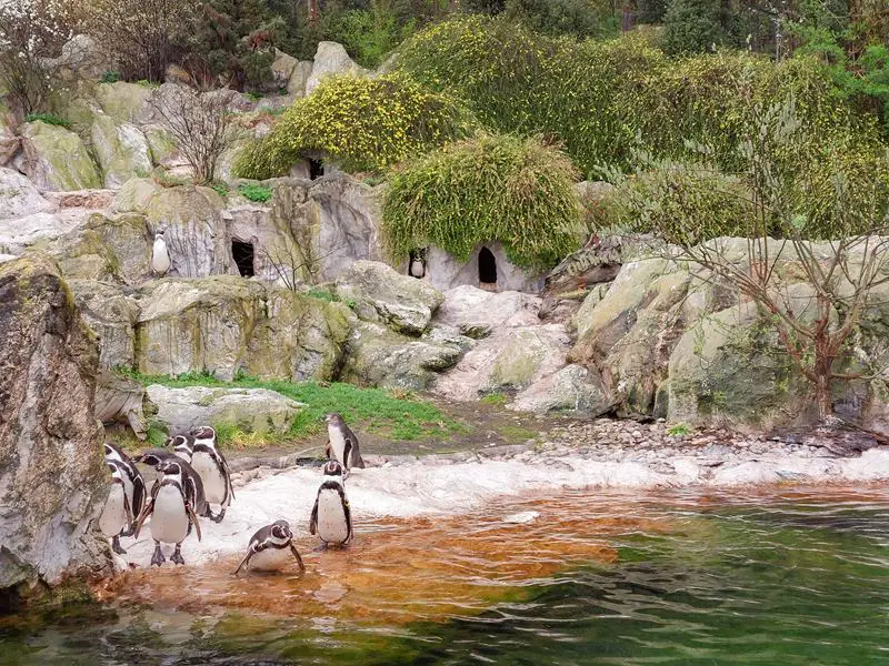 bec: zoo vrt tiergarten pingvini