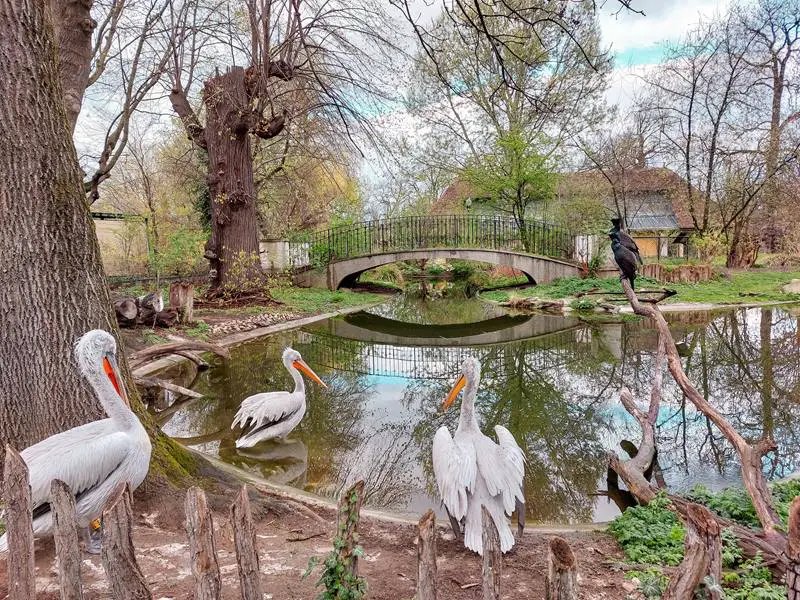 bec: zoo vrt tiergarten pelikani