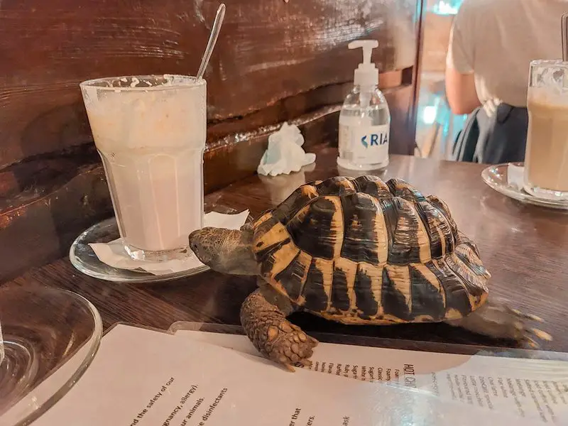 budimpesta: zoo cafe kornjaca