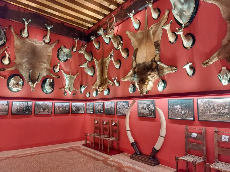 venecija: prirodnjacki muzej preparirane zivotinje
